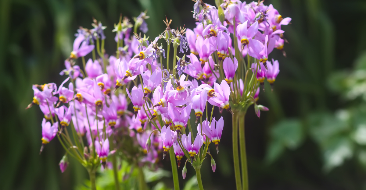 shooting star wildflower