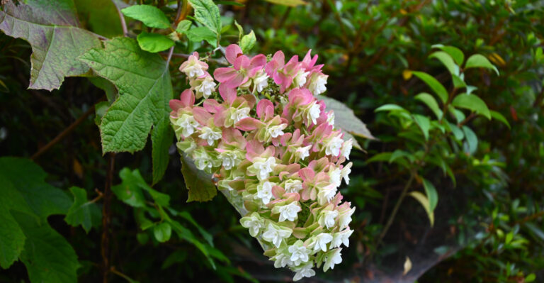 oakleaf hydrangea