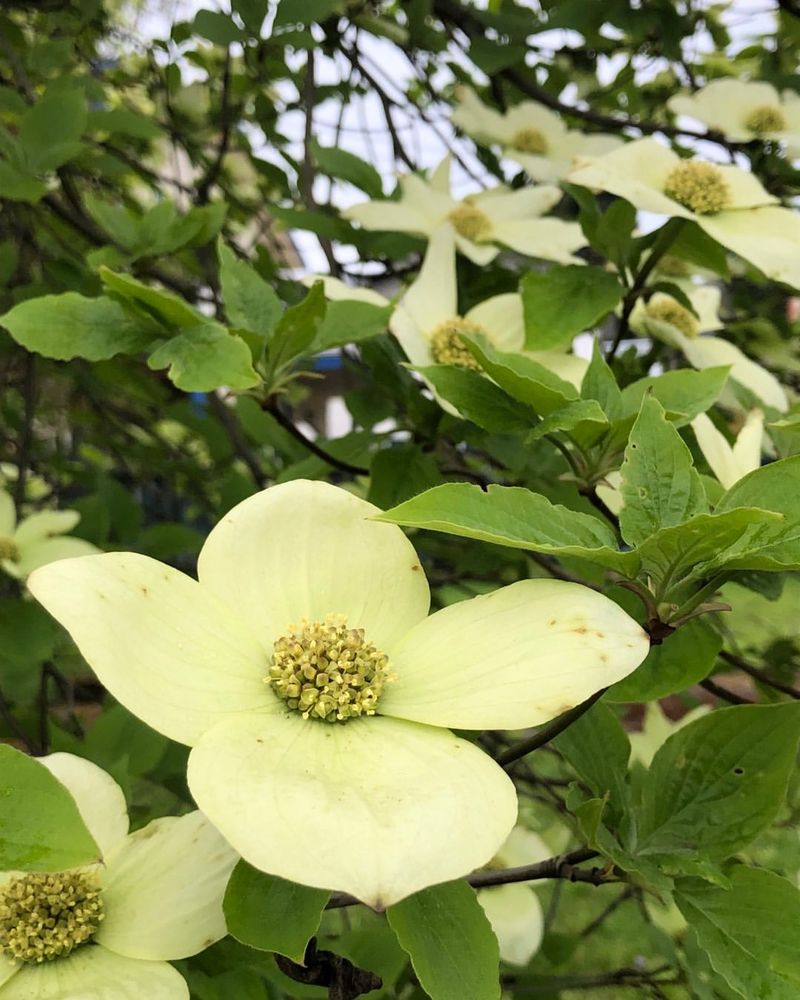 A Sensitive Native Tree That Needs Your Respect (Cornus Florida)