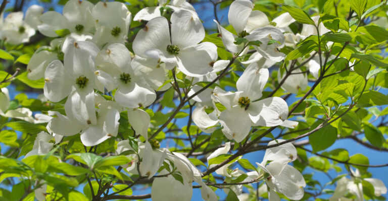 flowering dogwood tree