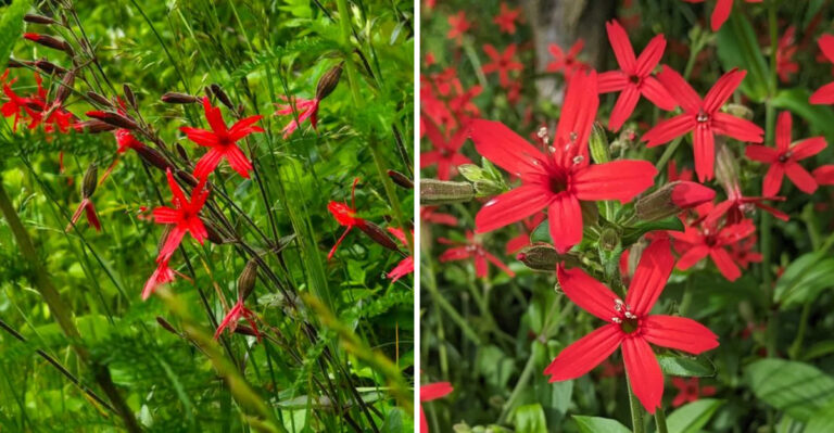 The Native North Carolina Wildflower Seed You Should Never Direct Sow In Spring No Matter What