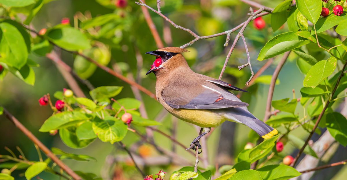 cedar waxing on serviceberry
