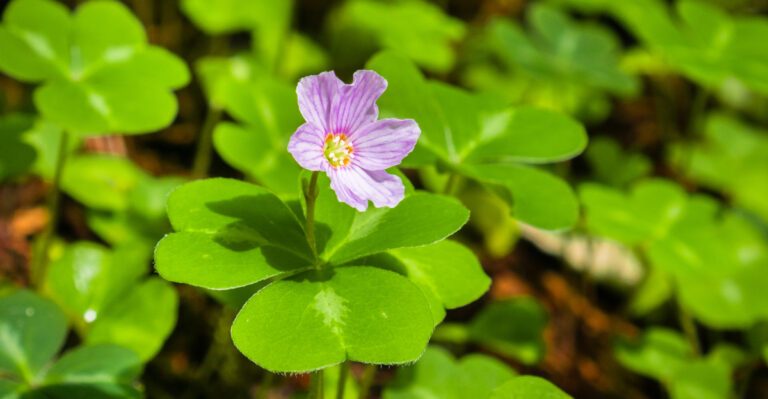 The Native Oregon Groundcover That Spreads Aggressively In A Good Way