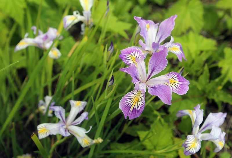 Oregon Iris Brings Color To Dry Garden Spots