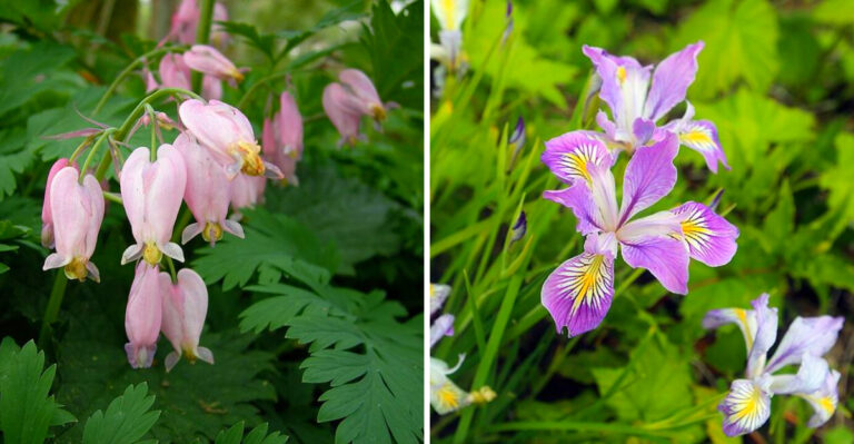The Native Oregon Perennials Gardeners Are Planting Before Summer Heat Arrives