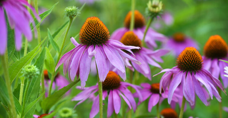 coneflower (featured image)