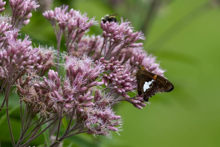 butterfly on joe pye weed