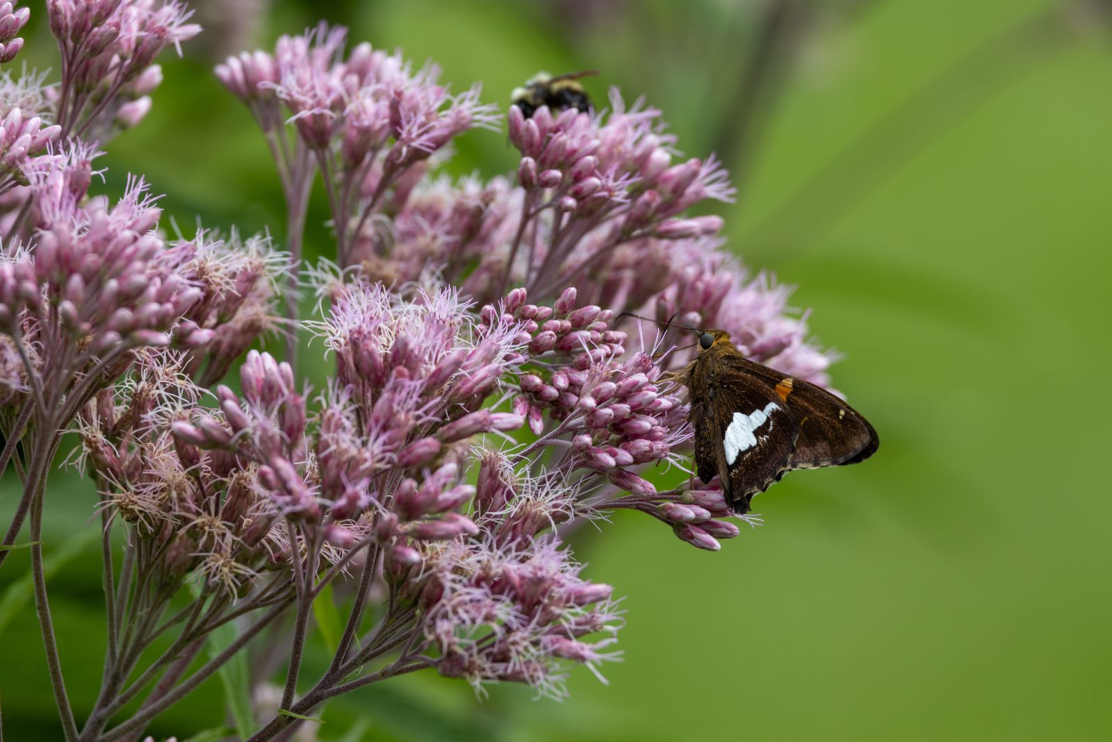 butterfly on joe pye weed