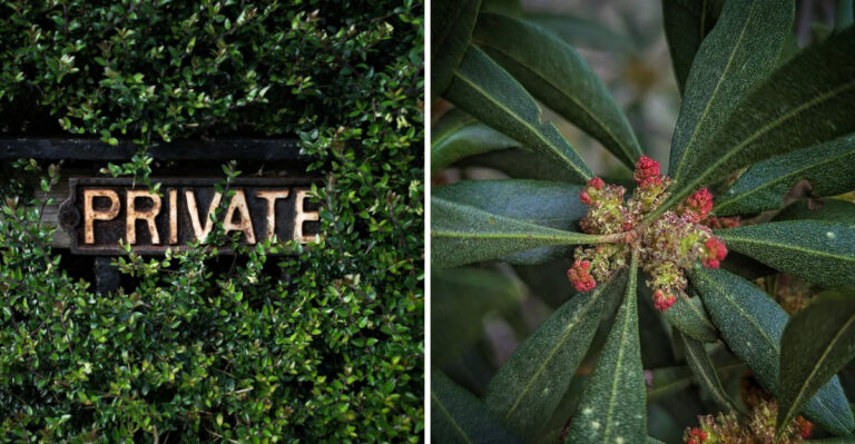 The Native Virginia Shrub That Creates a Natural Privacy Screen Worth Knowing About
