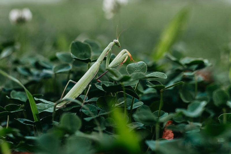 The Natural Pest Control Your Garden Didn't Know It Had