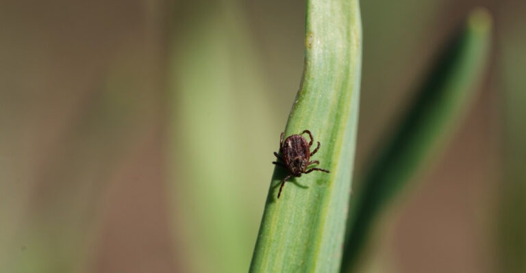 The No Mow May Trend Is Spreading In New Jersey And So Are The Ticks