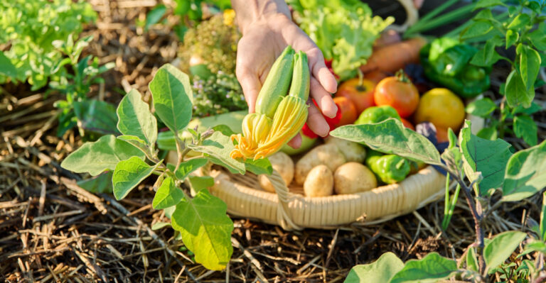 veggie harvest