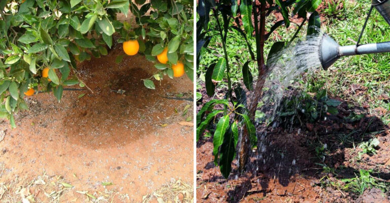 The One April Move That Prevents Citrus Stress In Arizona Heat