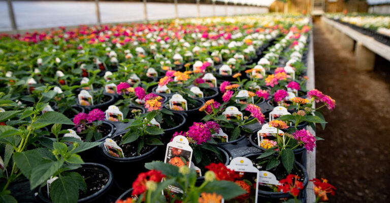 nursery greenhouse flowering plants