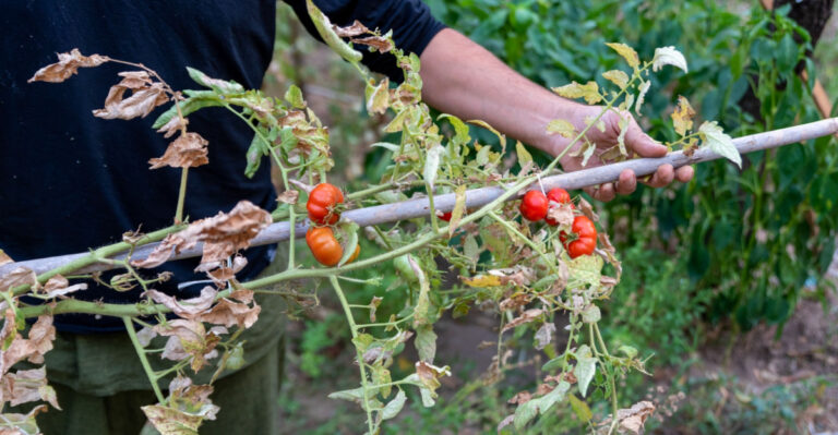 The One May Mistake Texas Gardeners Keep Making With Their Tomatoes