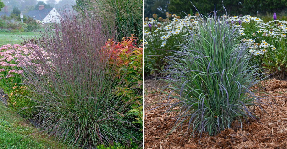 little bluestem grass