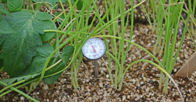 The One Spring Mistake That Sets Oregon Gardens Back By Weeks