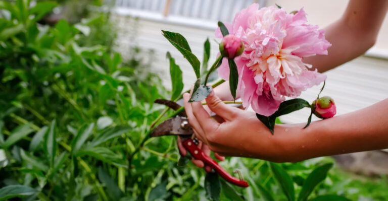 hand touching peony