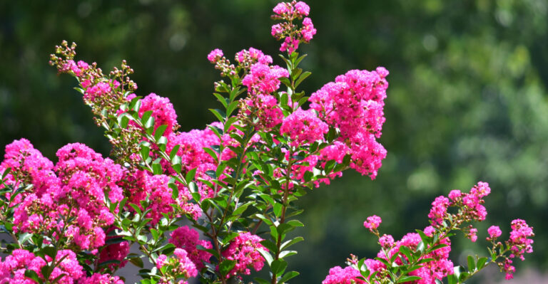 crape myrtle