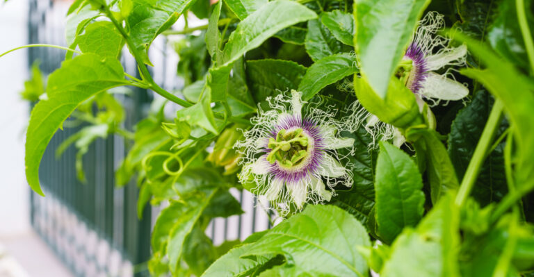 passion vine