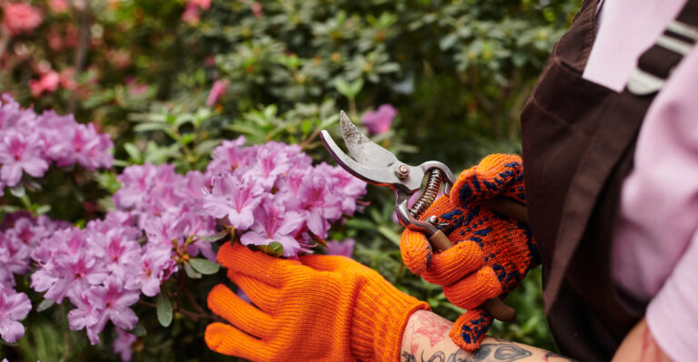 pruning encore azalea