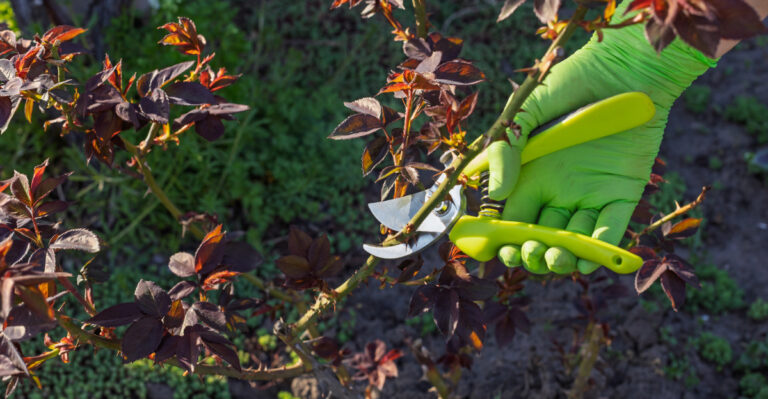 pruning rose bush