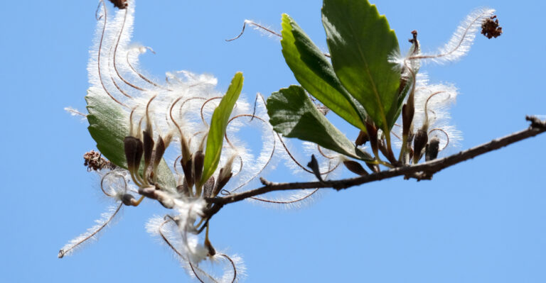 The One Tree That Truly Thrives In California Heat