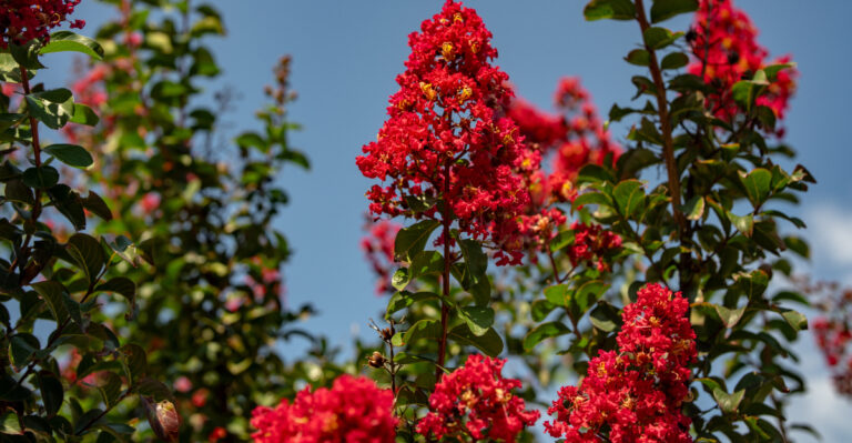 red crape myrtle
