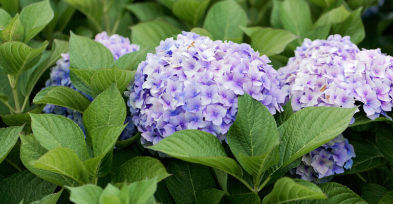bigleaf hydrangea