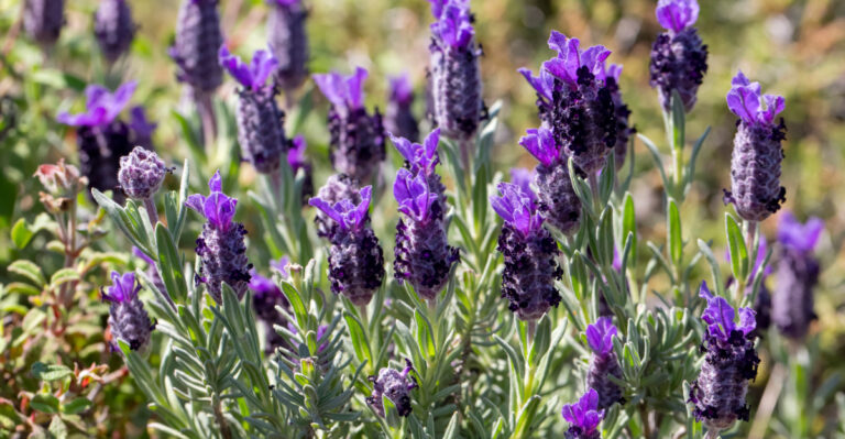 spanish lavender