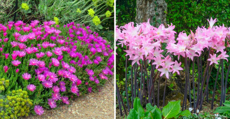 The Only Pink Perennials Worth Planting In California’s Hot, Dry Weather
