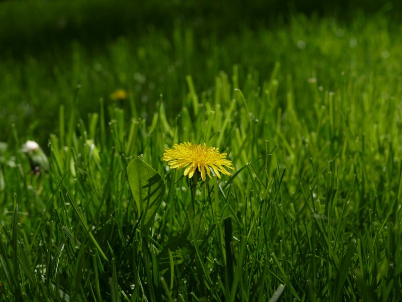 The Opportunists That Show Up Before Anything Beautiful Does The Opportunists That Show Up Before Anything Beautiful Does