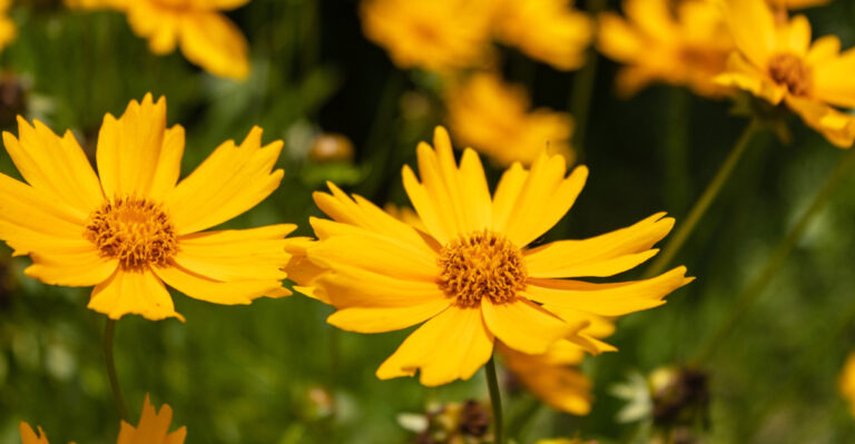 The Oregon Front Yard Flowers That Make A House Look Instantly Cheerful