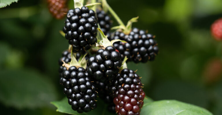 The Oregon Fruits And Berries You Can Grow Without A Single Spray