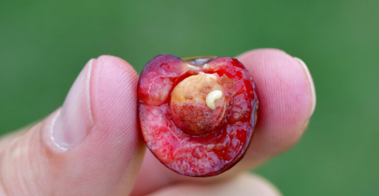 The Oregon Garden Pests That Show Up Every June And How To Stop Them