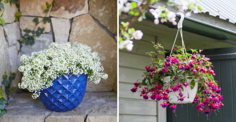 The Oregon Patio Plants That Make Small Spaces Feel Full By Early Summer