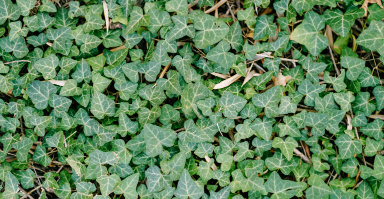 The Oregon Plants That Spread Fast Enough To Crowd Out English Ivy For Good