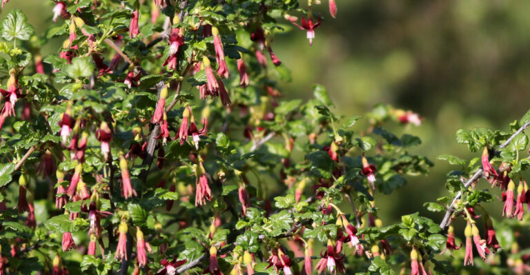 The Oregon Shrubs That Handle Both Wet Winters And Dry Summers Without Any Help