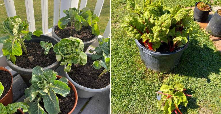 The Oregon Vegetables That Benefit Most From Being Started In Containers Before Transplanting