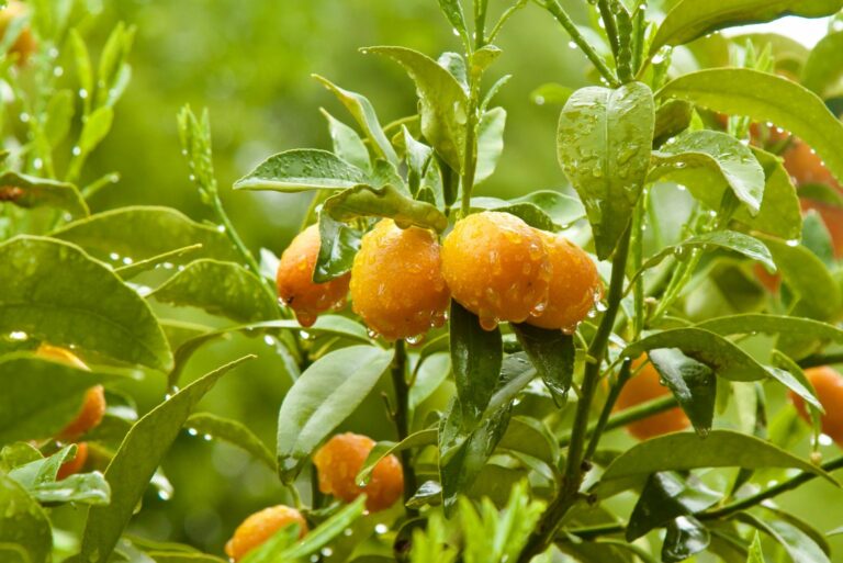 watering citrus tree
