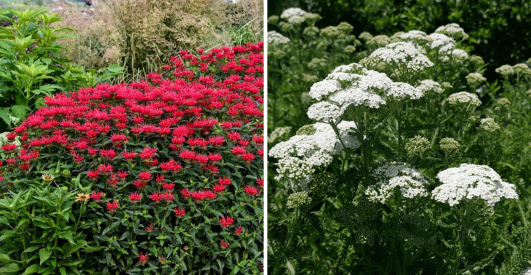 bee balm and yarrow