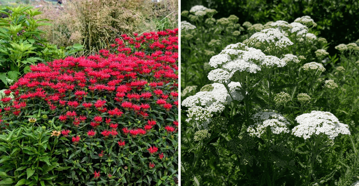bee balm and yarrow