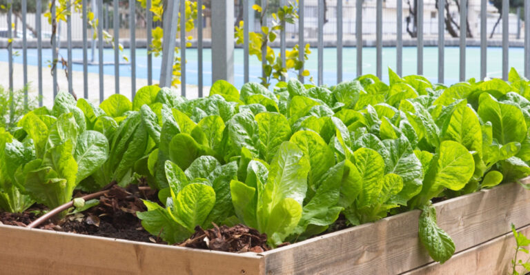 The Pennsylvania Vegetables That Produce The Most Food In The Smallest Space