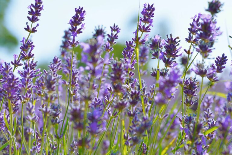 lavender