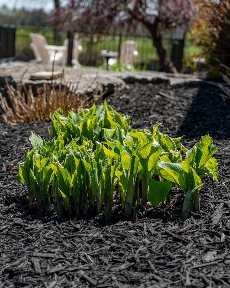 The Plant May Develop A Bare Middle The Plant May Develop A Bare Middle