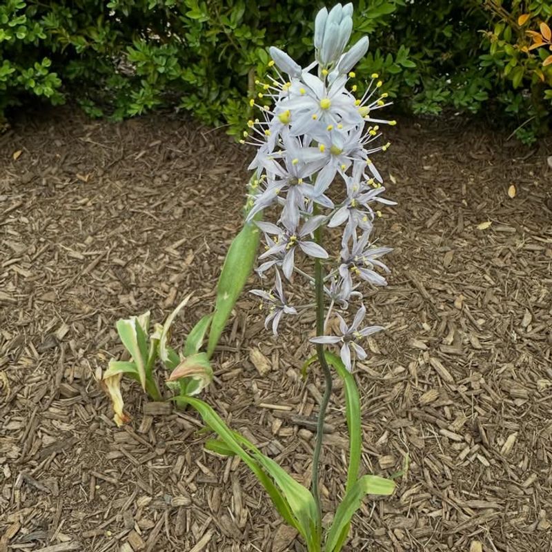 The Plant Naturally Goes Dormant In Early Summer