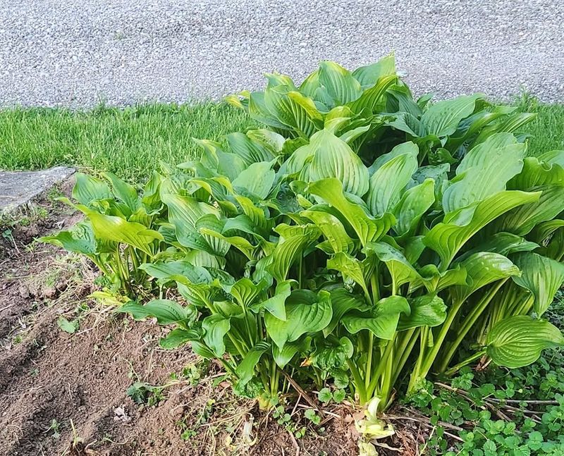The Plant Recovers More Slowly After Division The Plant Recovers More Slowly After Division