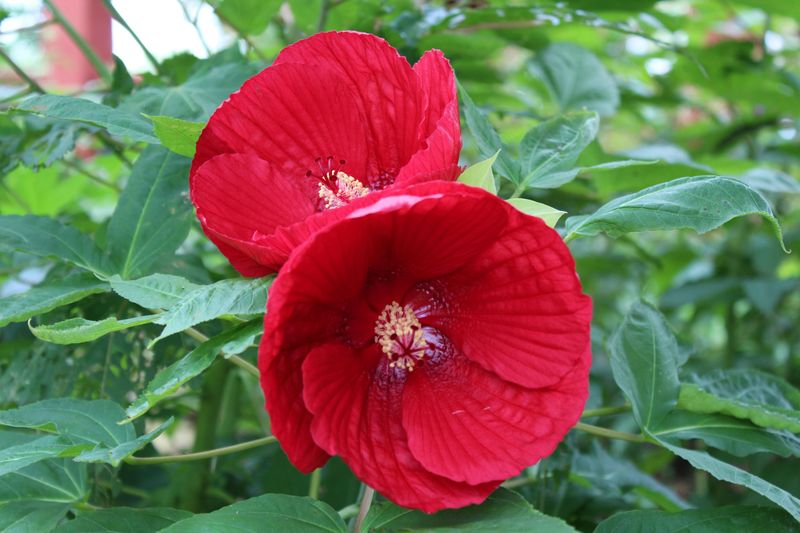 The Plant That Stopped Traffic In My Front Yard Is A Hardy Hibiscus
