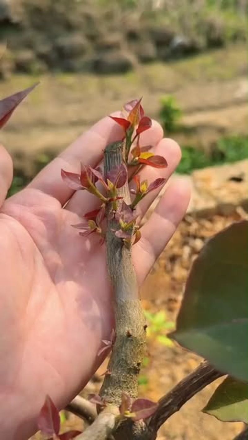 The Plant Was Pruned At The Wrong Time The Plant Was Pruned At The Wrong Time