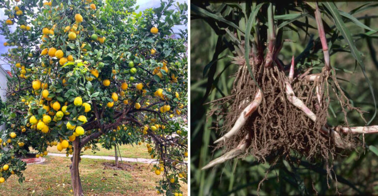 The Plants California Gardeners Should Never Put Too Close To Citrus Trees